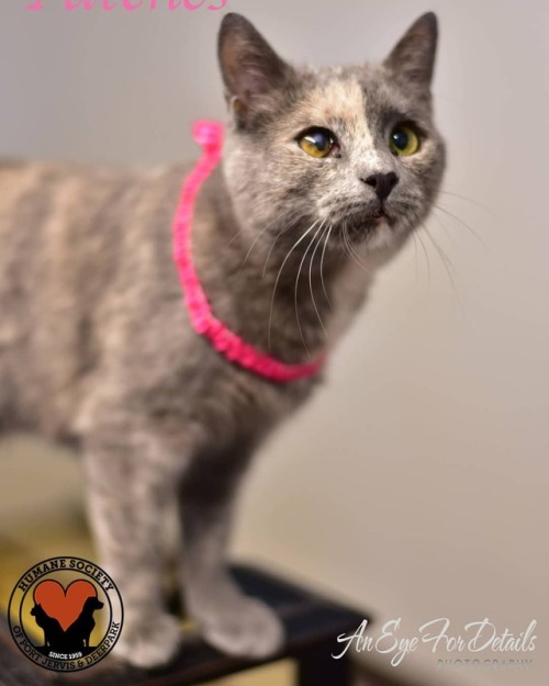 Patches is one of the sweetest cats ever! She will gently climb up &amp; sit on your shoulders to ge