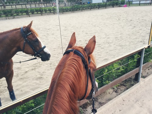 heartofequine:  We made progress with that left rein today!