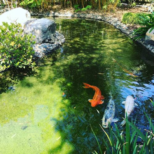 aromally:I love koi fish and Japanese tranquil gardens. There is just such a peaceful feeling. Where
