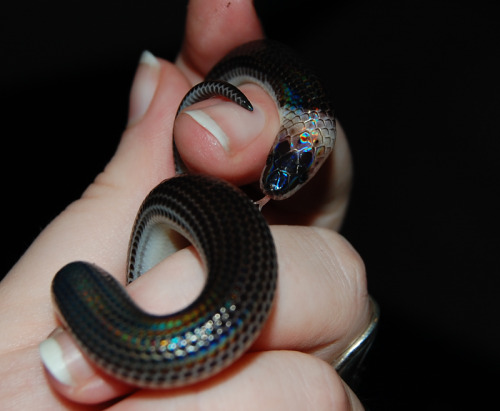 ouroboner:   baby Sunbeam Snake 