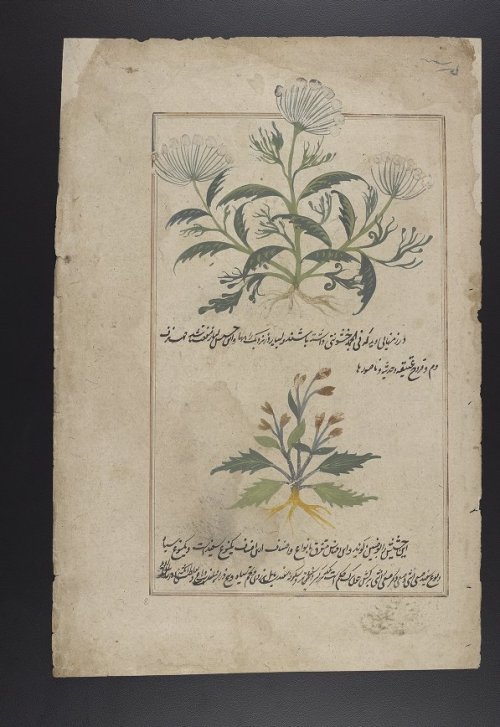 LJS 278 is an illustrated herbal with detailed descriptions in multiple languages of the physical ap