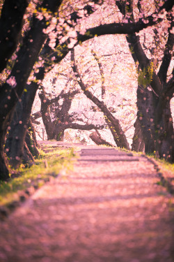 0rient-express:  Sakura Drops | by Masato