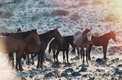 jeffreykedwards: Band of wild horses, northern Nevada desert…