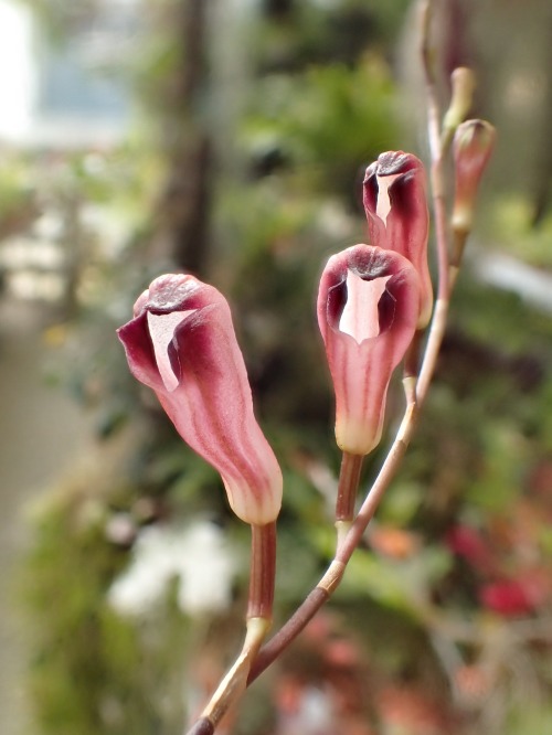 orchid-a-day: Stelis cylindrica Syn.: Physothallis cylindrica; Pleurothallis cylindrica March 19, 2020  