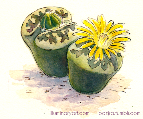 bazjra:Lithops! Drawn for Answers magazine and published in the July issue.The article inspired a la