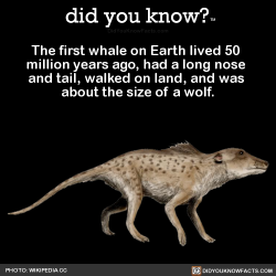 did-you-kno:  The first whale on Earth lived 50  million years ago, had a long nose  and tail, walked on land, and was  about the size of a wolf.     Source Source 2 Source 3