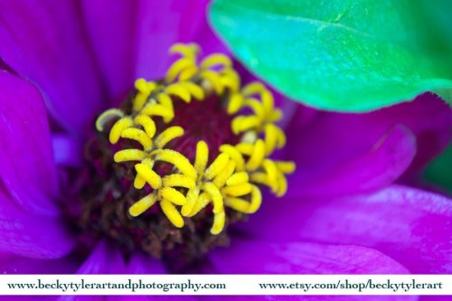 Zinnia. Macro Photography. Prints available on @etsy. Link in my bio. #zinnia #flower #floral #sprin