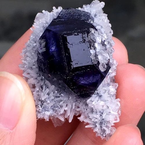 geologyin-blog:  Perfect deep color fluorite crystal on Quartz matrixPhoto: @wenjuan6521Amazing Geol