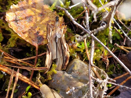 Saw Some Beautiful Shrooms And Thingymajigs Today At Sipoonkorpi (and Picked Some, Too).