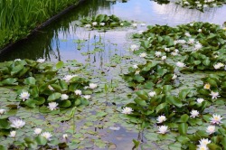 il-respiro-dei-libri:  Water lilies  Claude Monet