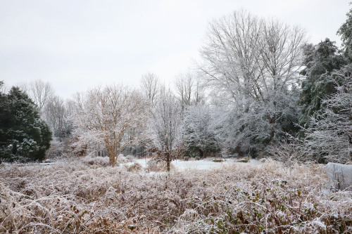 Winter came for a visit.   Snow and ice encrusted landscape giving the gardener a beauty break from 