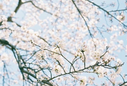 桜、咲き始め。 今年は桜が咲き始めてから天気がずっと良くて 5日連続で娘を連れて、すぐ近くの公園に桜の写真を撮りに行きました 冬生まれの娘、初めての春・初めての桜。 そして実は、娘とふたりっきりで出か