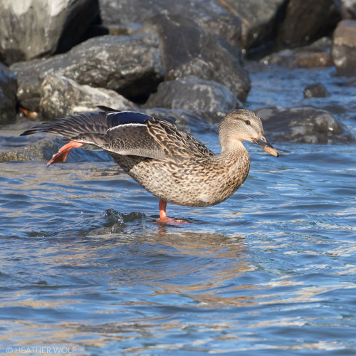 Mallard (male, female)Brooklyn Bridge Park, Pier 4 beach