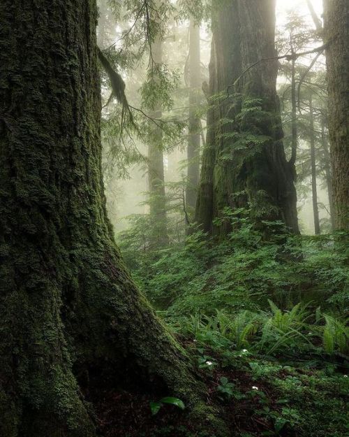 silvaris: Old Growth Forest, by tristan.todd 