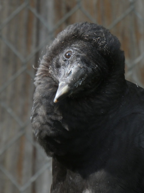 laughing-thrush:A handsome yearling black vulture in rehab. They were unreleasable, but found an edu