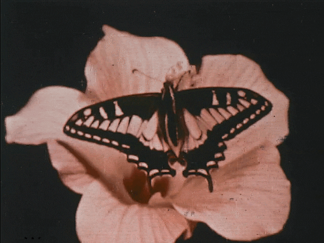 nobrashfestivity:“ Moody Institute of Science, Butterfly Mystery, 1956”