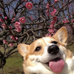 jetwolf:  Ahh springtime, when the corgis