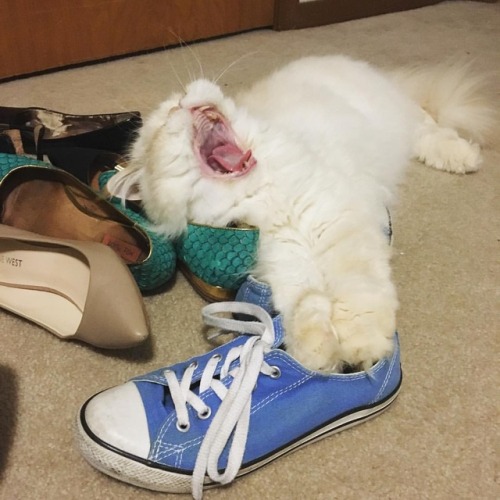 Happy Tongue Out Tuesday! #fluffypantsdaily #tot #tongueouttuesday #cat #himalayan #persian #catsofi