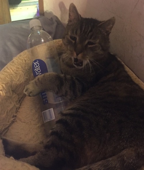 not-very-eloquent:Why do I have so many pictures of my cat sleeping with empty water bottles. None o