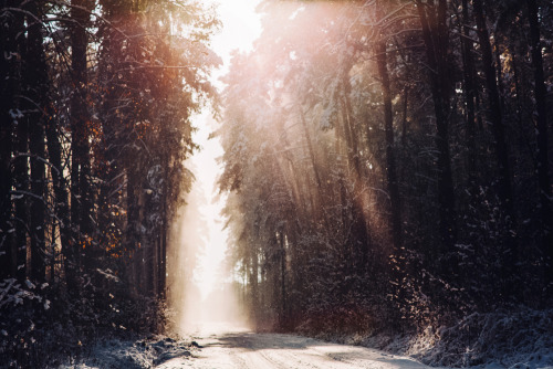 wild-nirvana:  melodyandviolence:    Winter forest by  *Nishe    x 