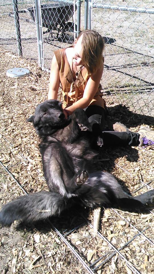 Proper Wolfdog Care