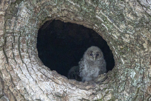 フクロウ（Ural Owl）