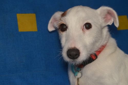 3milysrats:These are my beautiful dogs, Angel and Jonte ^^ They’re both goofy Jack Russel X rescue