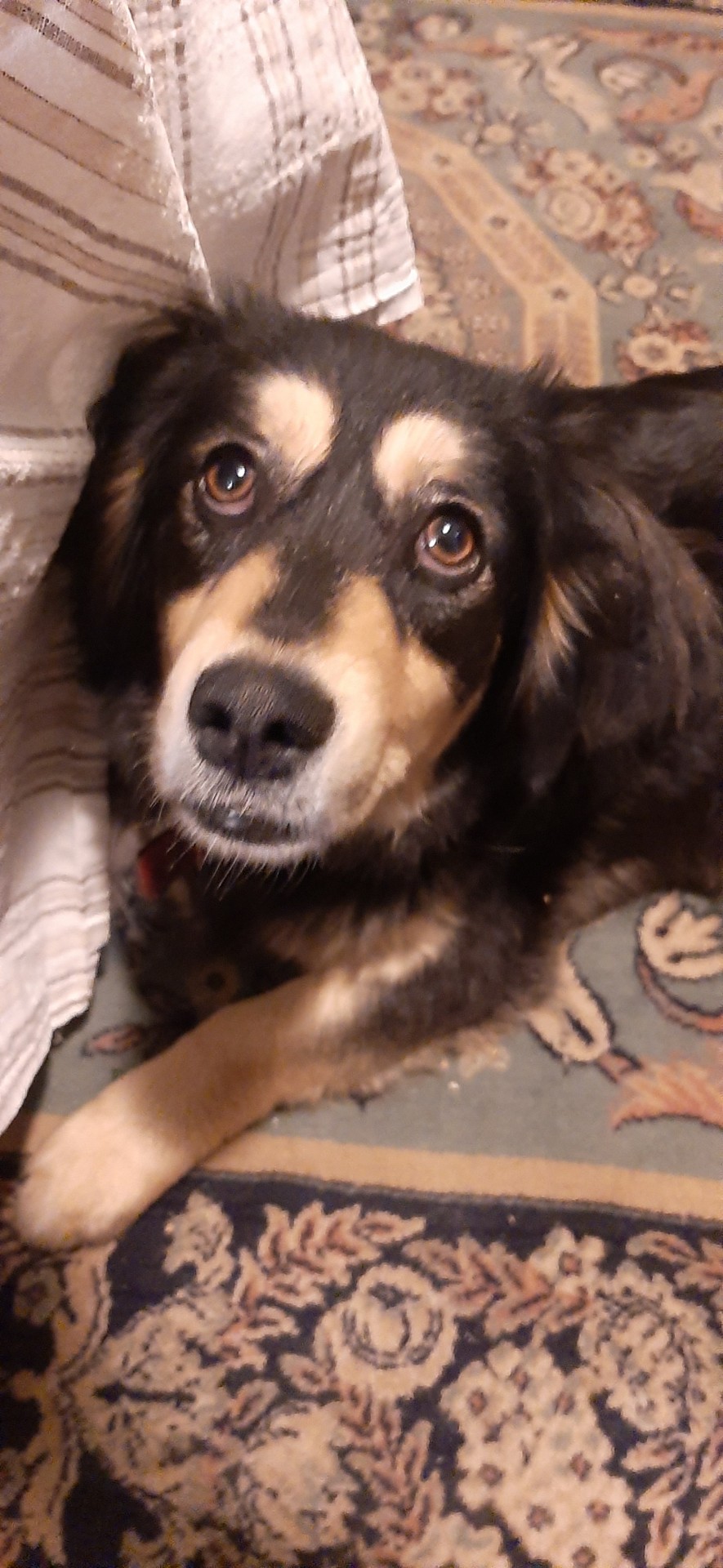 Maya