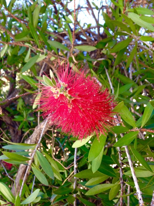 1.30.17 - A bottlebrush tree pre- and during bloom!