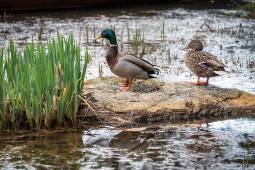 Mallard ducks doing what Mallard ducks do, Ansan Mountain.