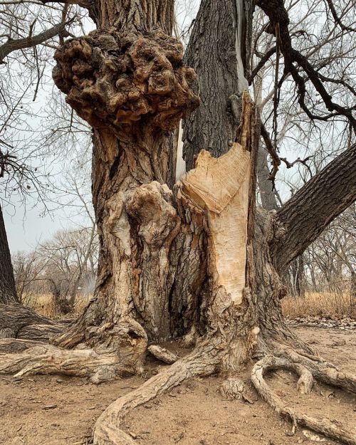 A fairy tree. #tree #oldtree #nature #fairytree #cottonwoodtree  www.instagram.com/p/B6Hwrlg