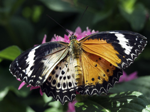 ainawgsd: Chemera and Mosaic Insects Part 2-Butterflies and Moths A chimera (also spelled chimaera)