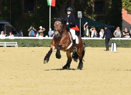 NesquikNewton x HenniRhenish German Coldblood, Stallion15.3hhBorn 2010