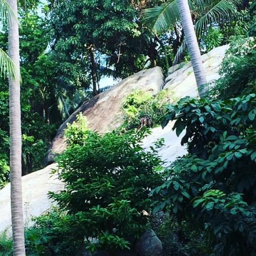 juliettethedragon:  Just behind our home #antic #telluricenergy #telluricrock #jungle #magicenergy #