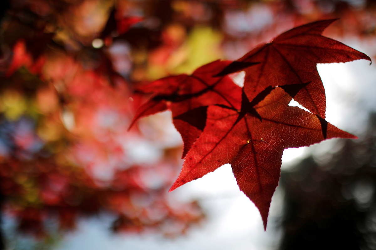nevver:  Peak Autumn   I swear, that fourth photo looks just like a trail I hike