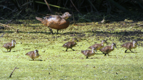 Wood Ducks (Aix sponsa)June 20, 2022John Heinz National Wildlife Refuge, Tinicum, Pennsylvania