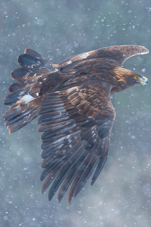 tulipnight:Golden Eagle by Dara Lork