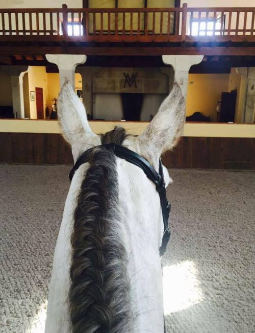 classical-equitation:This view is my favourite.Not to mention I’m a sucker for cute horse ears!