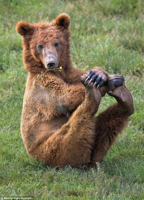 silverhawk:idk what this is or why bears do this but i was on google images and im crying why are on