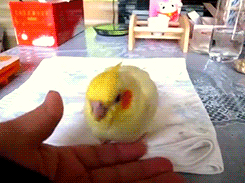 tootricky:  Baby cockatiel (source) 