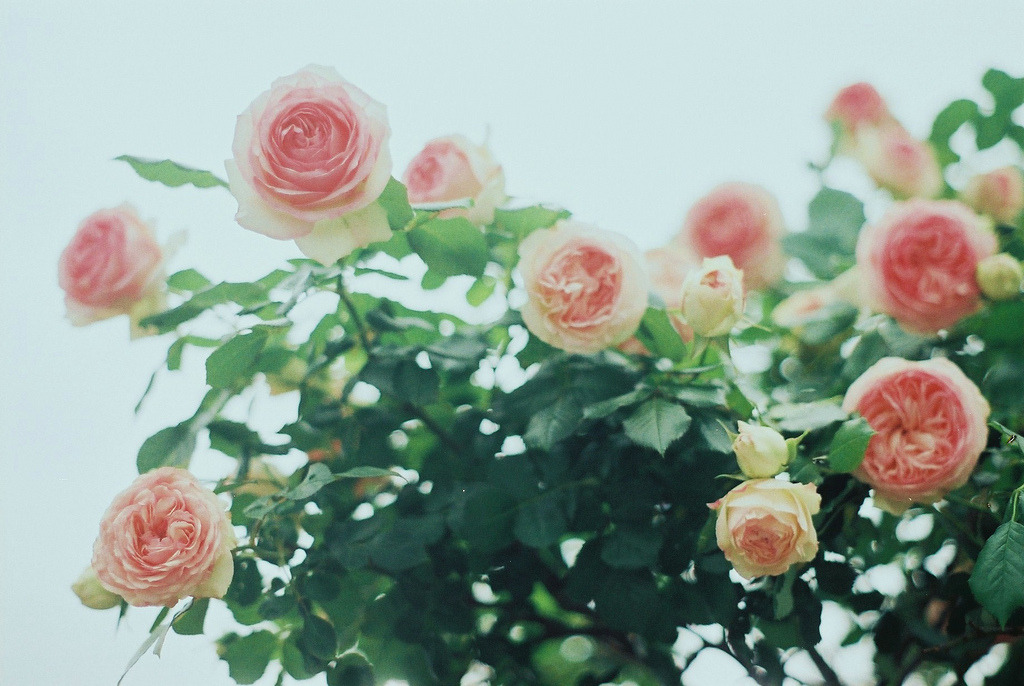  { pink roses } 