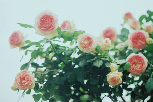 englishsnow:  by nijntjee 
