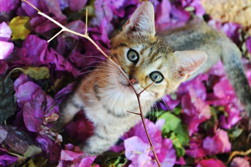Tumblr Users in Greece!This adorable kitty is up for adoption. She’s female, 2 months old, lov