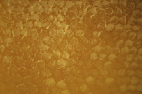 This Was The First Time I Tried The Honey From The Hive, Having Smelt It On And Off For The Past Two