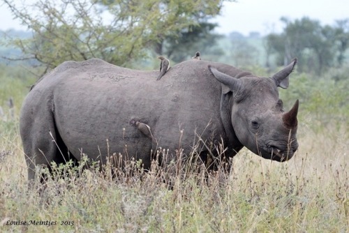 wapiti3:Black Rhinoceros (Diceros bicornis)Arno Meintjes photos