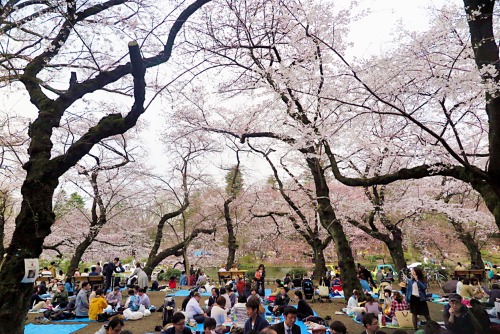 tokyogems:  cherry blossom viewing at inokashira park! 井の頭公園で花見。 video