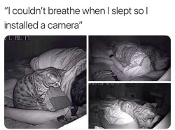cat-memes-only:If this is how I die, I’ll be totally okay with it