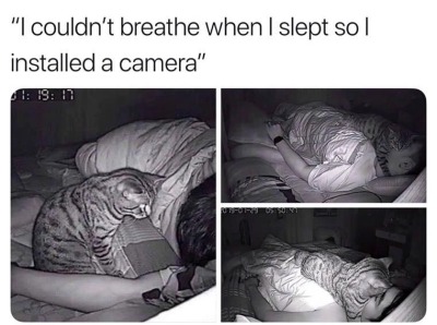 cat-memes-only:If this is how I die, I’ll be totally okay with it