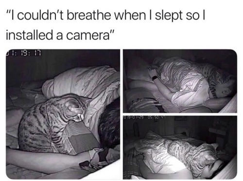 cat-memes-only:If this is how I die, I’ll be totally okay with it