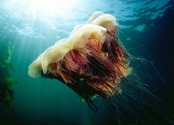 unexplained-events:  The Lion’s Mane Jellyfish is the largest jellyfish in the world. It uses its tentacles to pull in and eat small fish, sea creatures, and other jelly fish